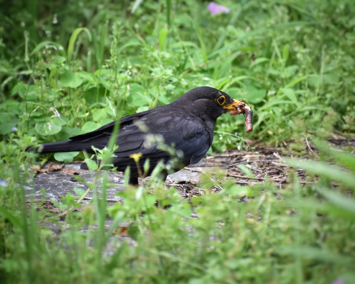 Chinese Blackbird