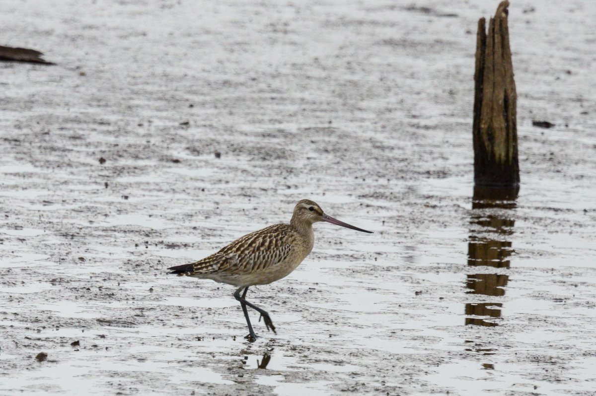 Bar-tailed Godwit