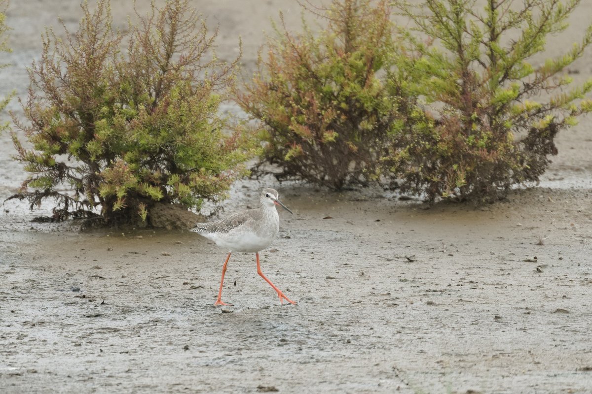 Spotted Redshank