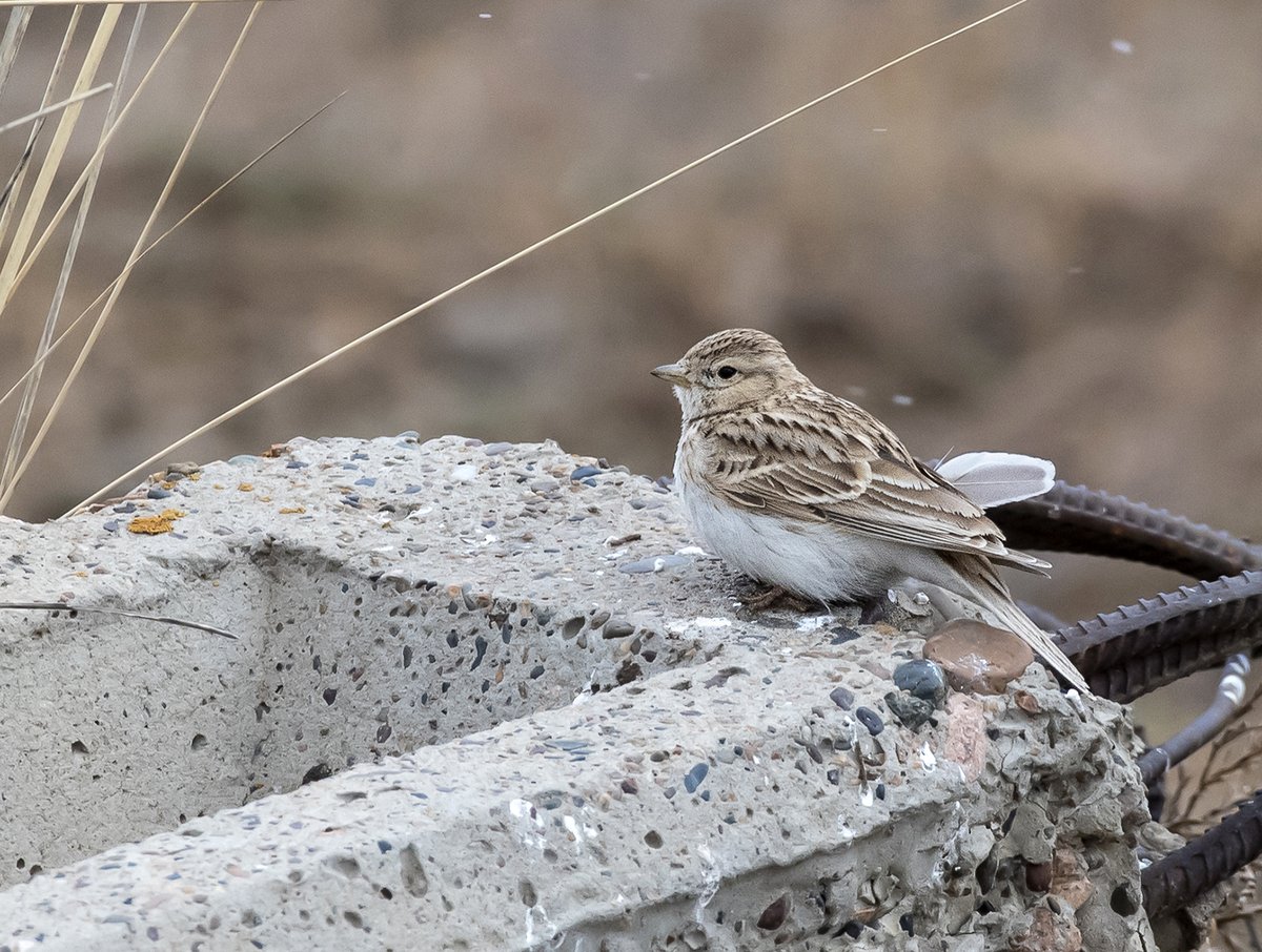 Asian Short-toed Lark