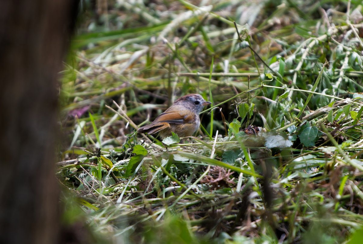 Spectacled Fulvetta