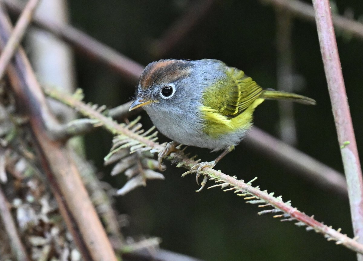Chestnut-crowned Warbler