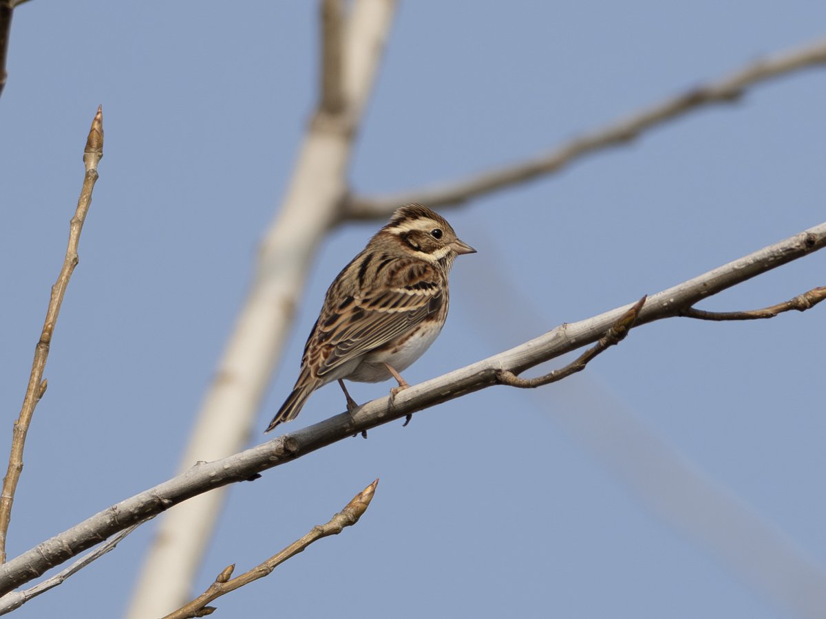 Rustic Bunting