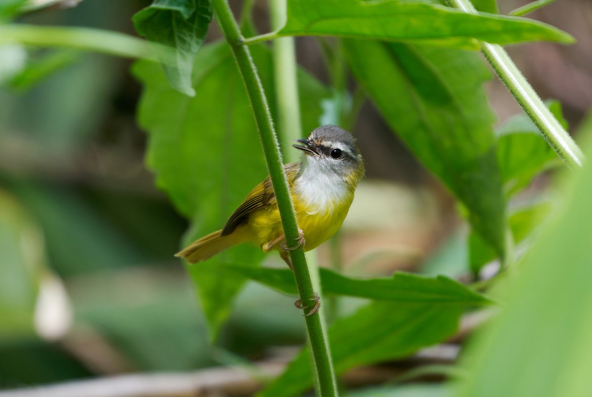 Yellow-bellied Warbler
