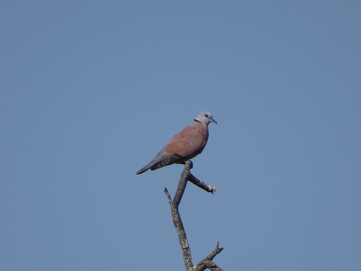 Red Collared Dove