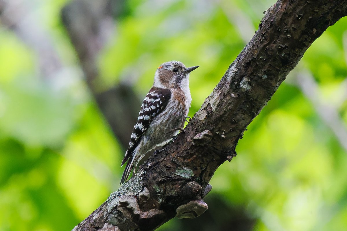 Japanese Pygmy Woodpecker