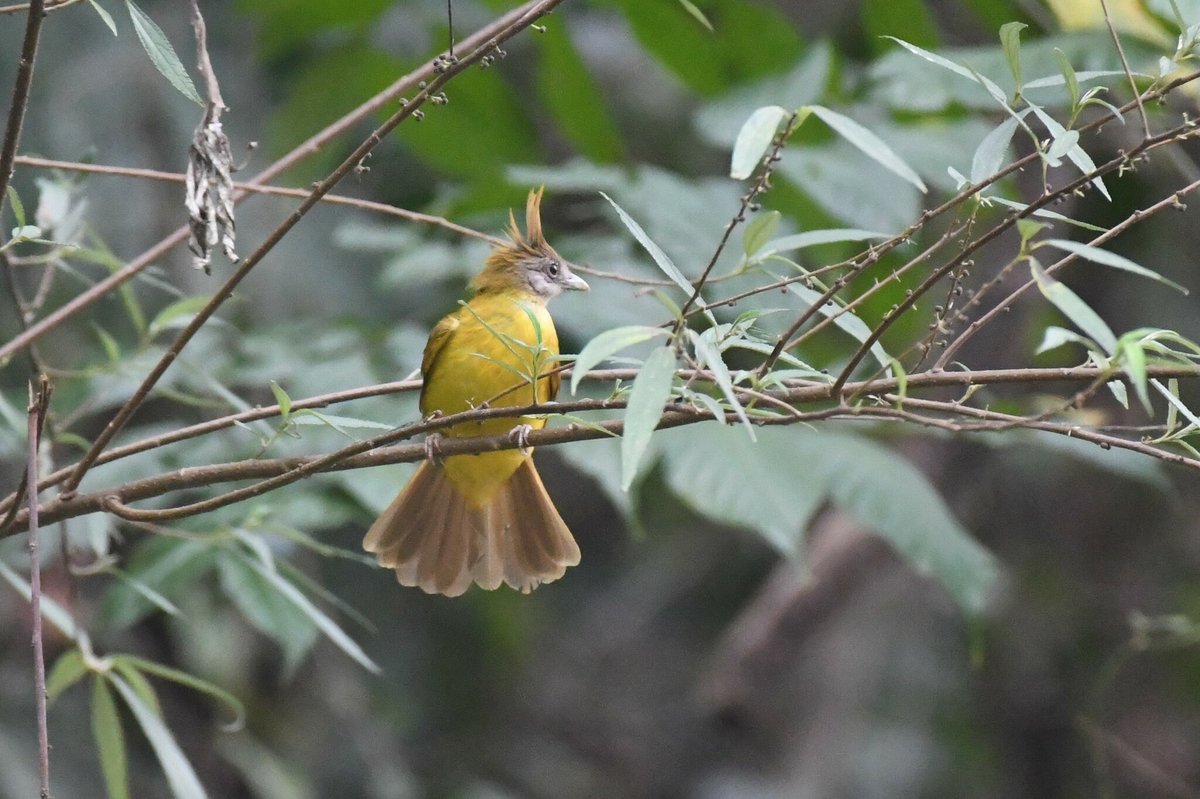 White-throated Bulbul