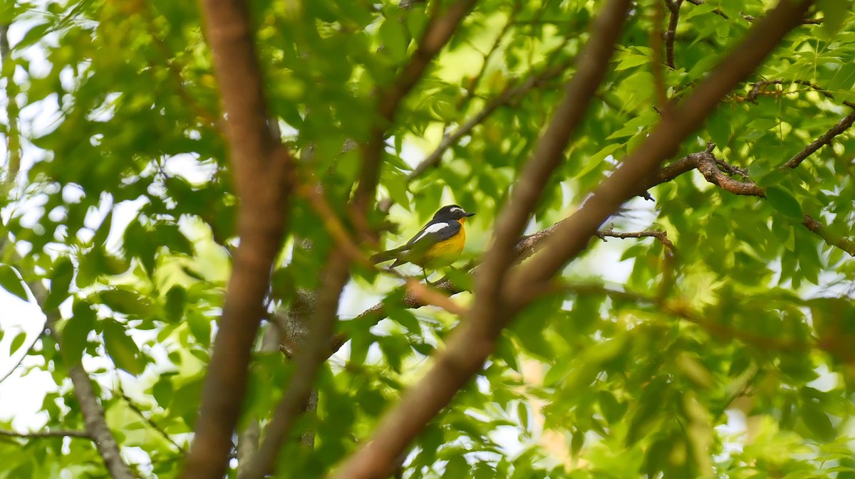 Yellow-rumped Flycatcher