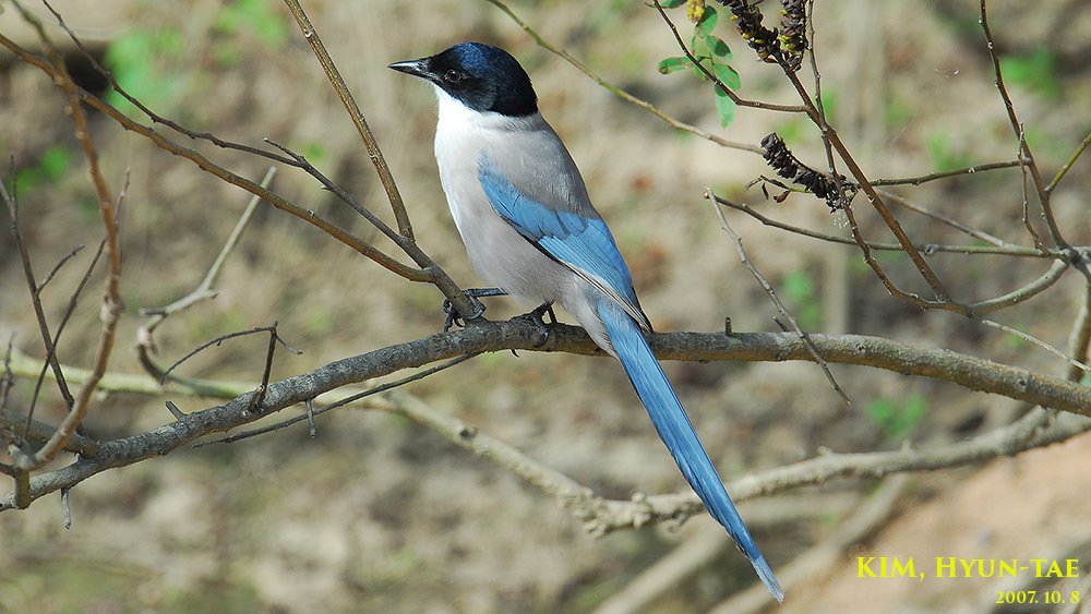 Azure-winged Magpie