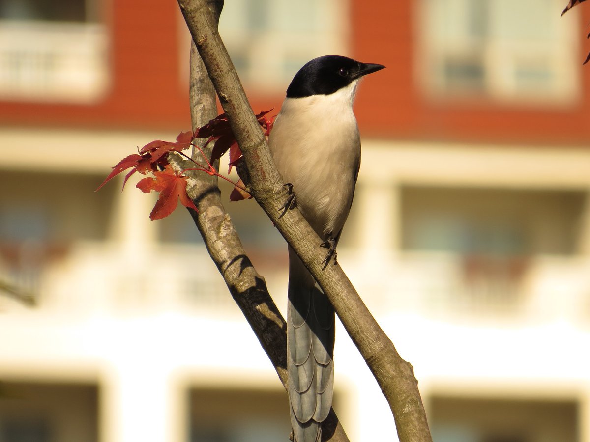 Azure-winged Magpie