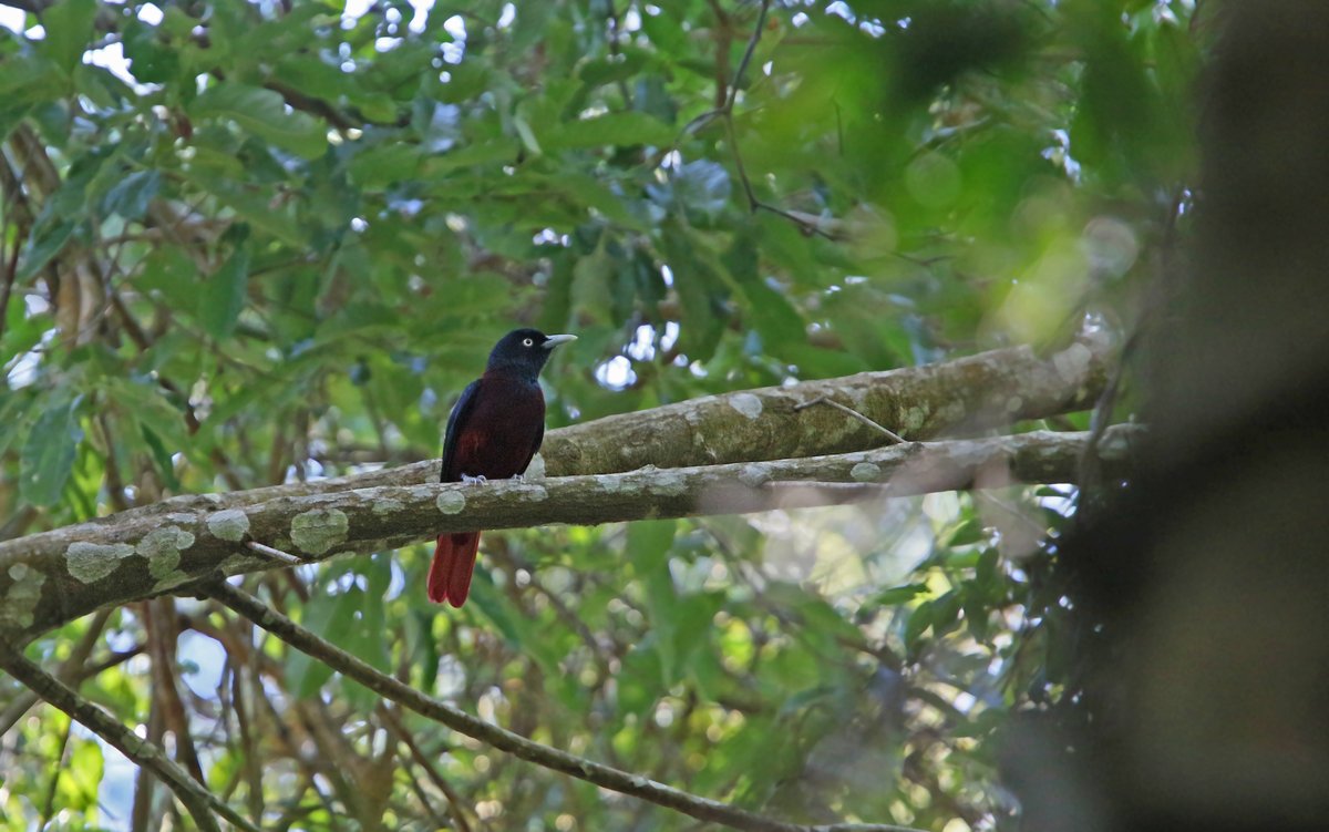 Maroon Oriole