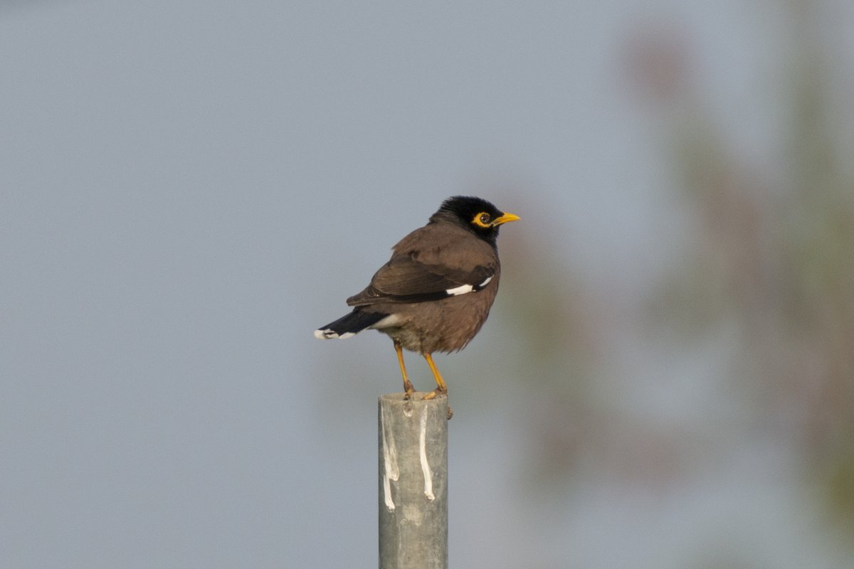 Common Myna