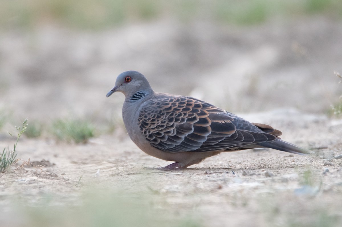 Oriental Turtle Dove