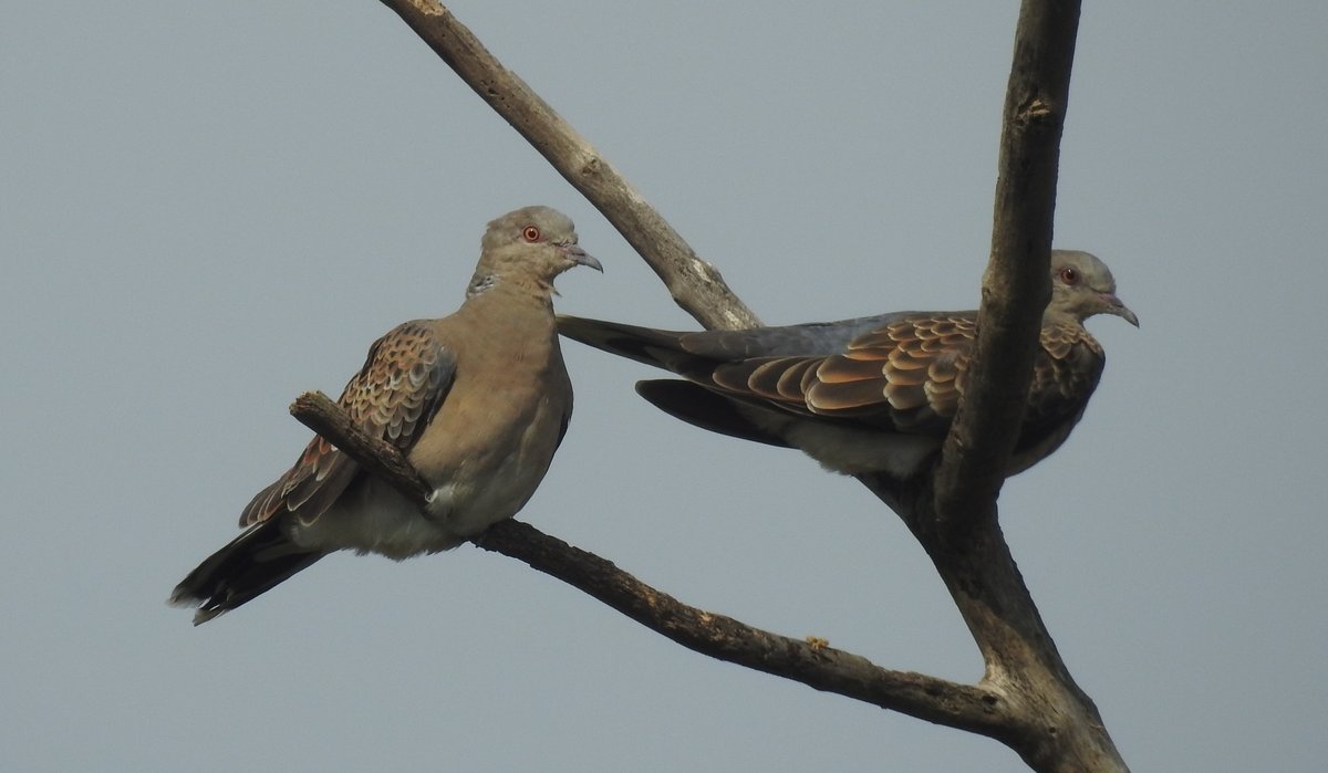 Oriental Turtle Dove