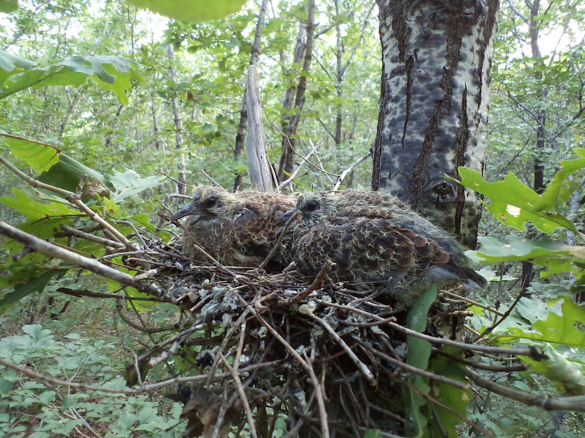Oriental Turtle Dove