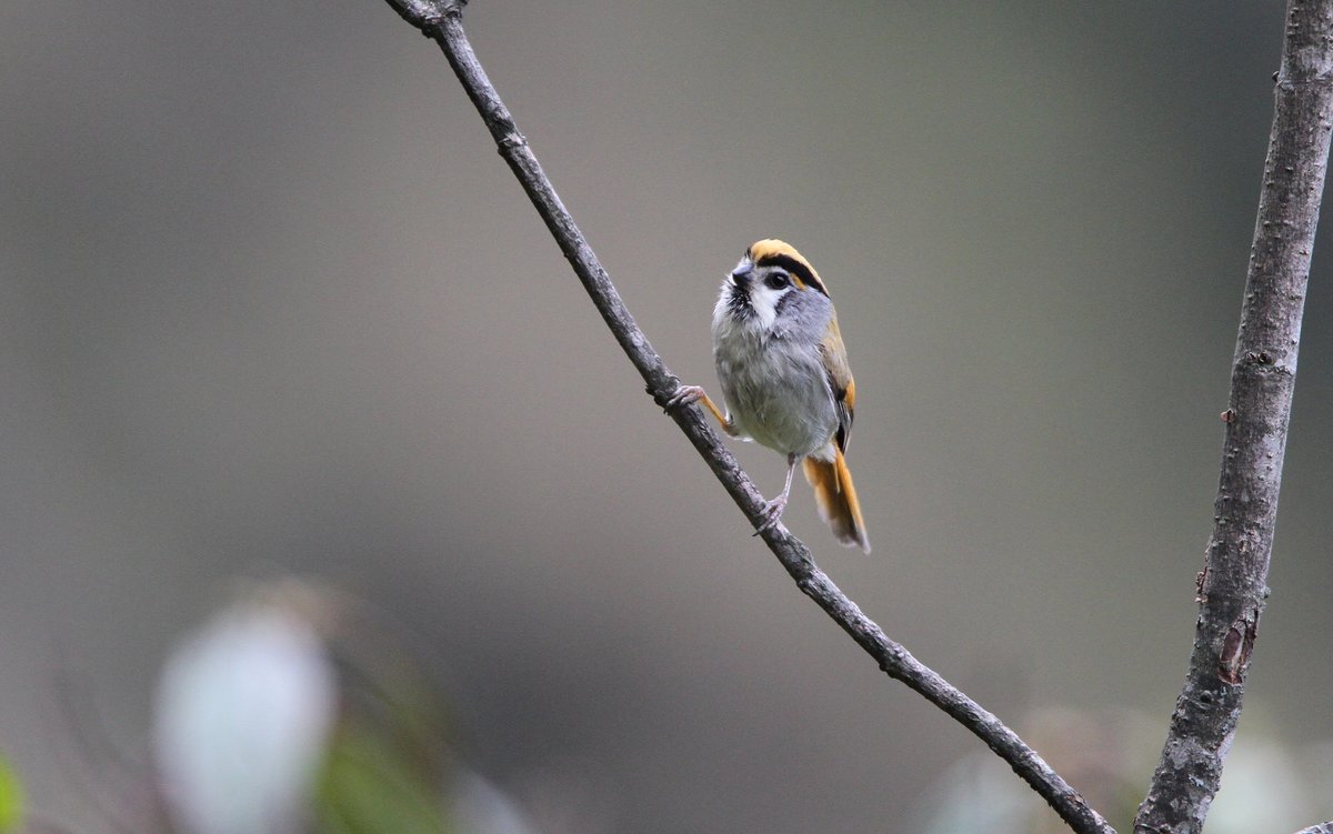 Black-throated Parrotbill