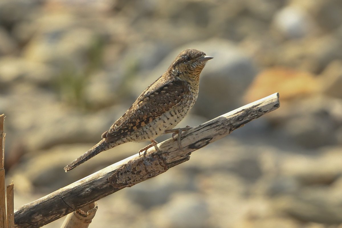Eurasian Wryneck