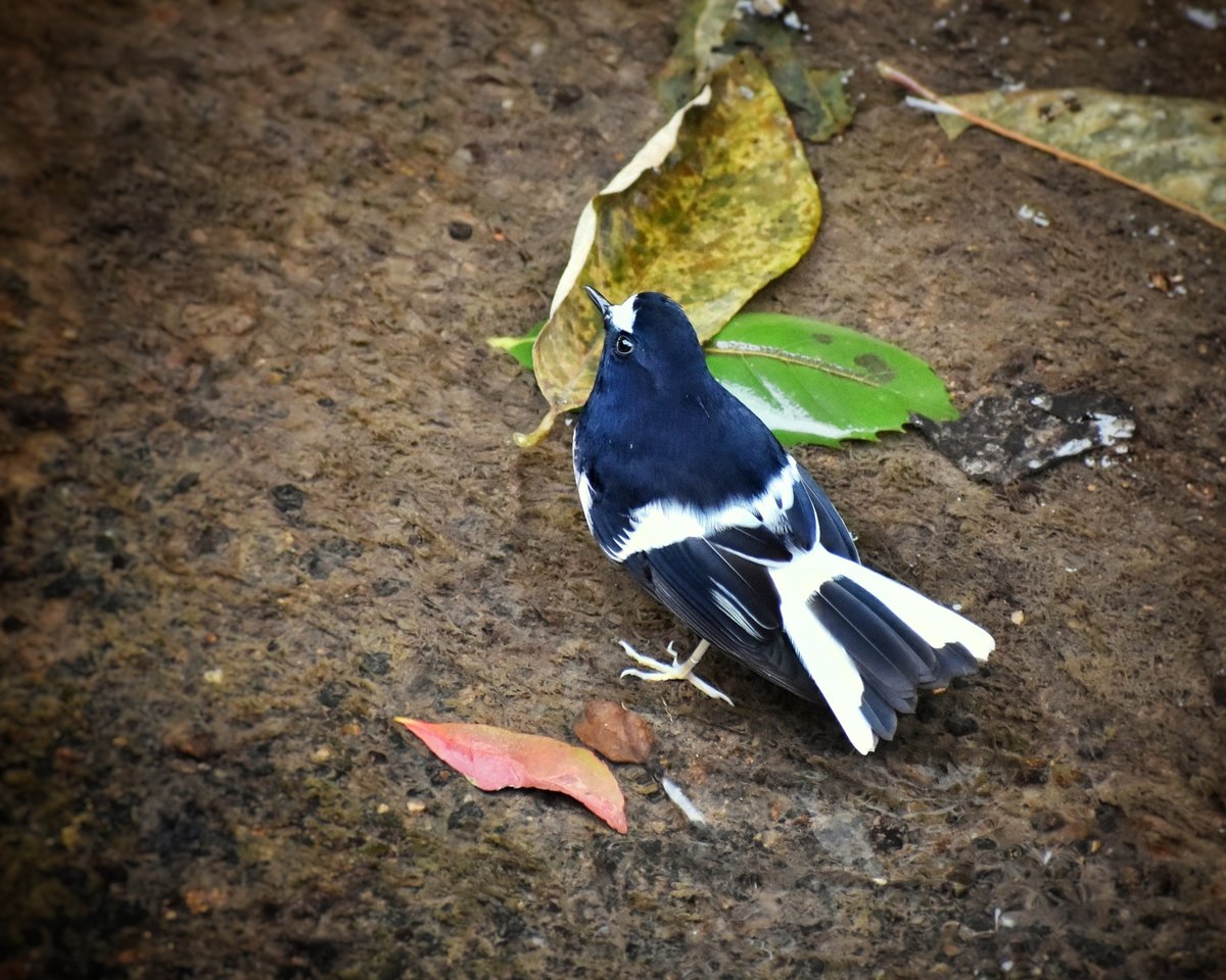 Little Forktail