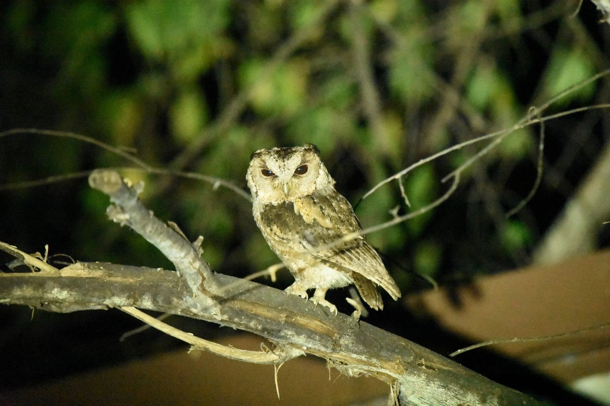 Collared Scops Owl