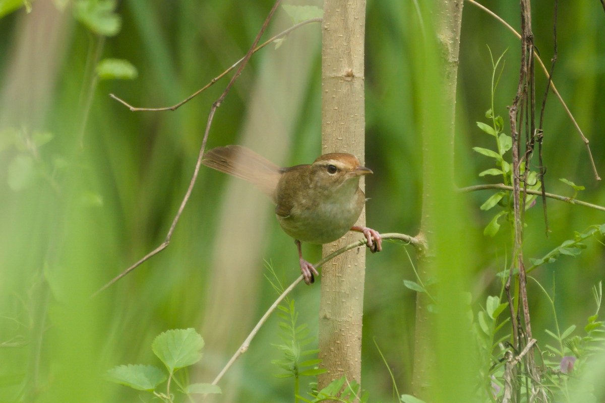 Japanese Bush Warbler