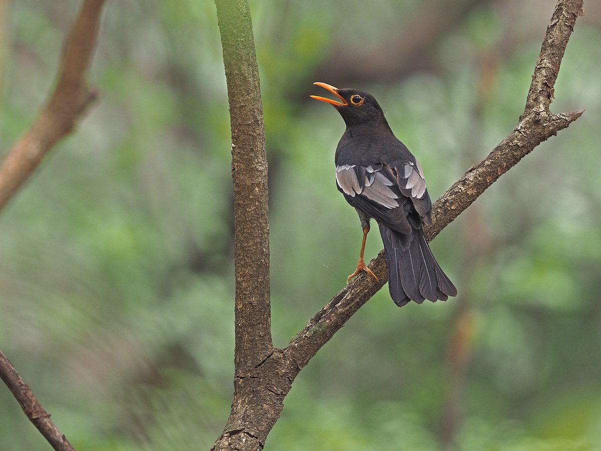Grey-winged Blackbird