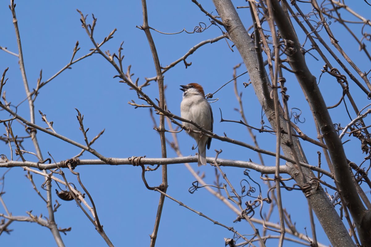 Russet Sparrow
