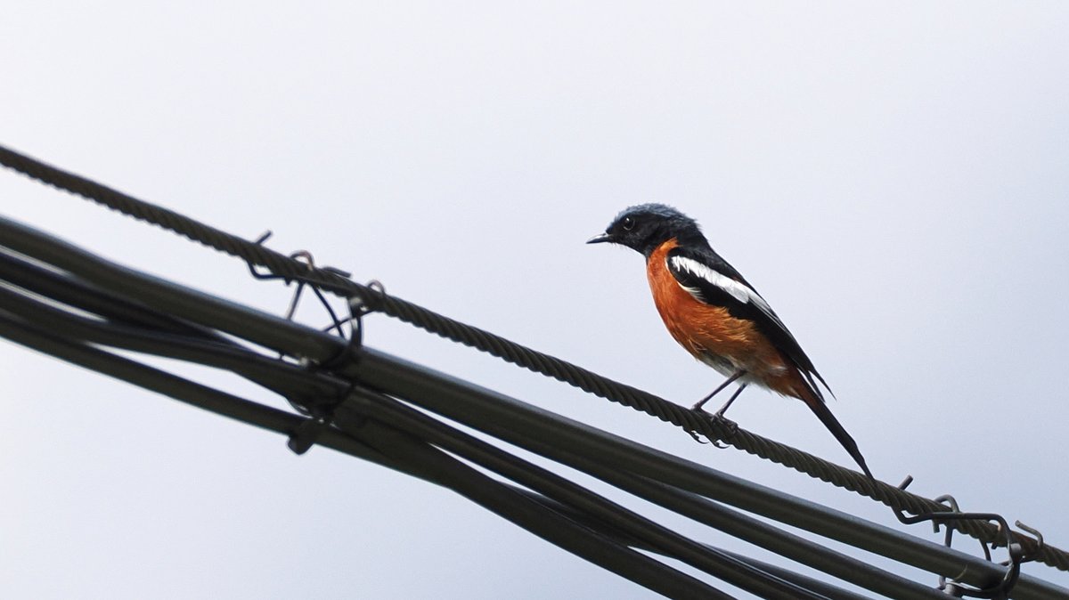 White-throated Redstart