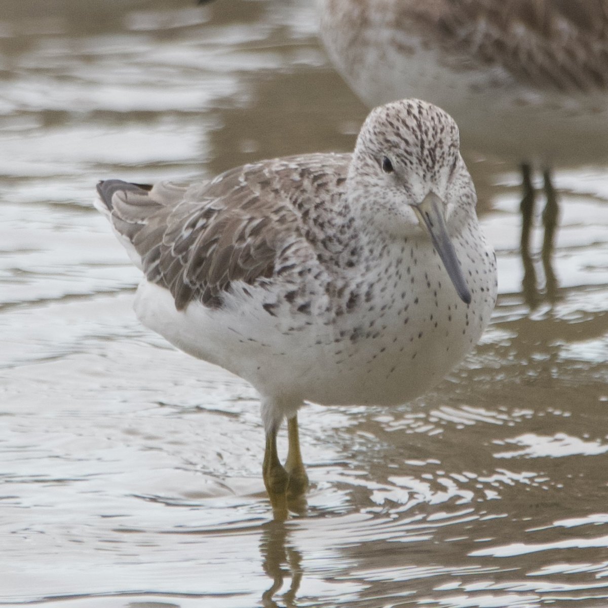 Nordmann's Greenshank