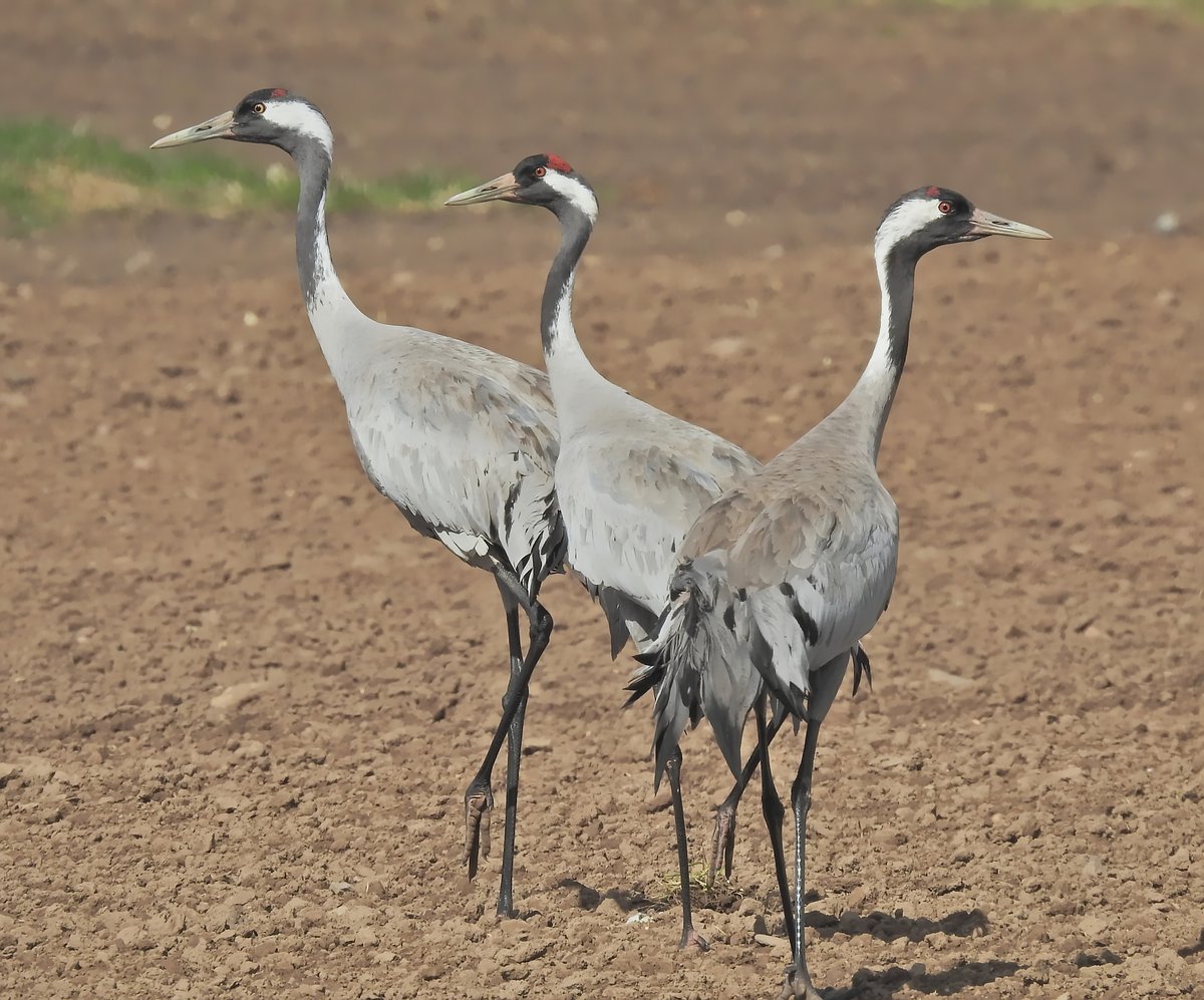 Common Crane