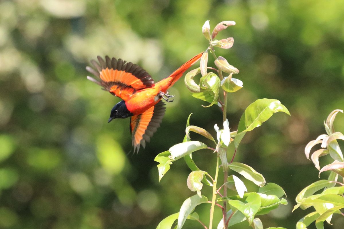 Short-billed Minivet