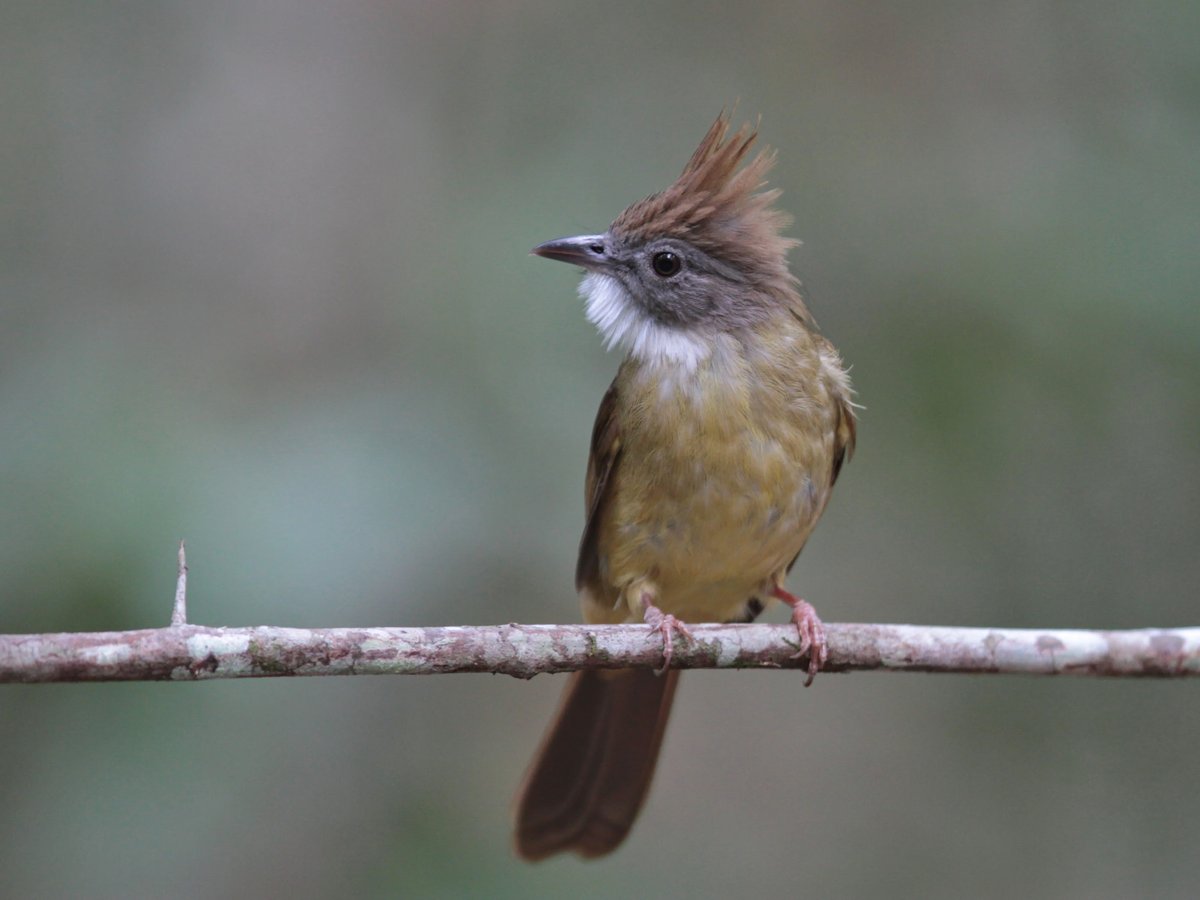 Puff-throated Bulbul