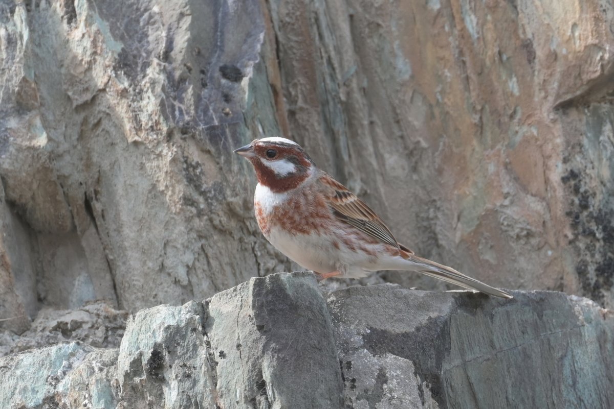 Pine Bunting