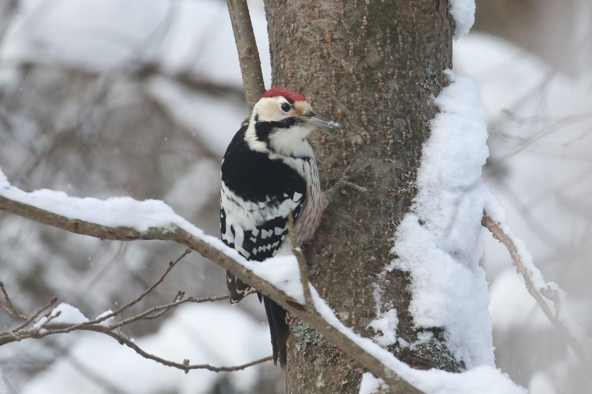 White-backed Woodpecker