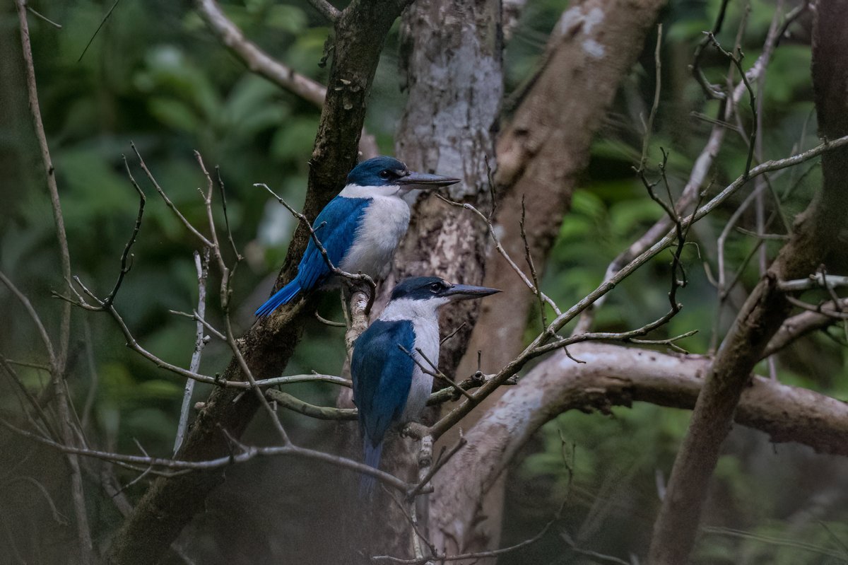 Collared Kingfisher