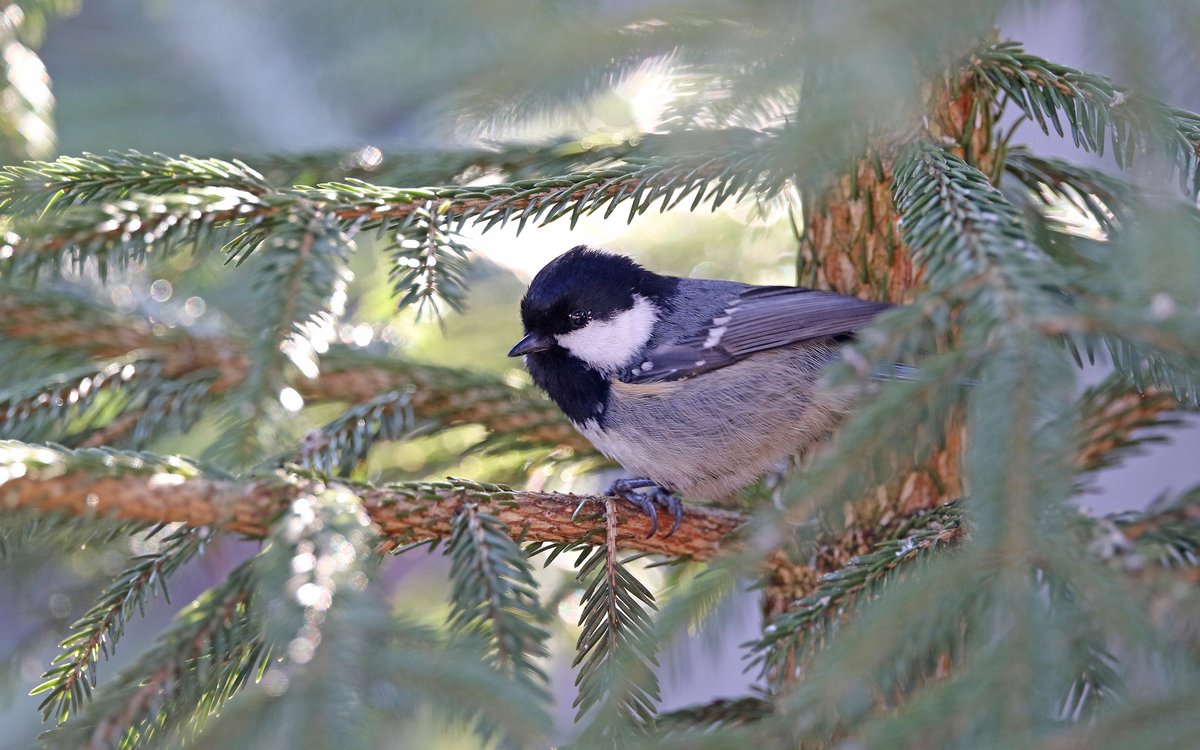 Coal Tit