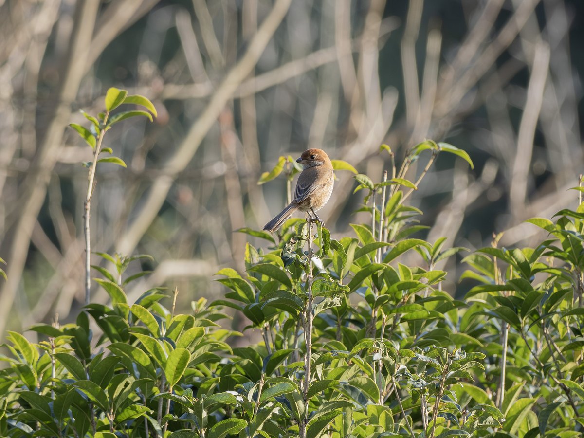 Bull-headed Shrike