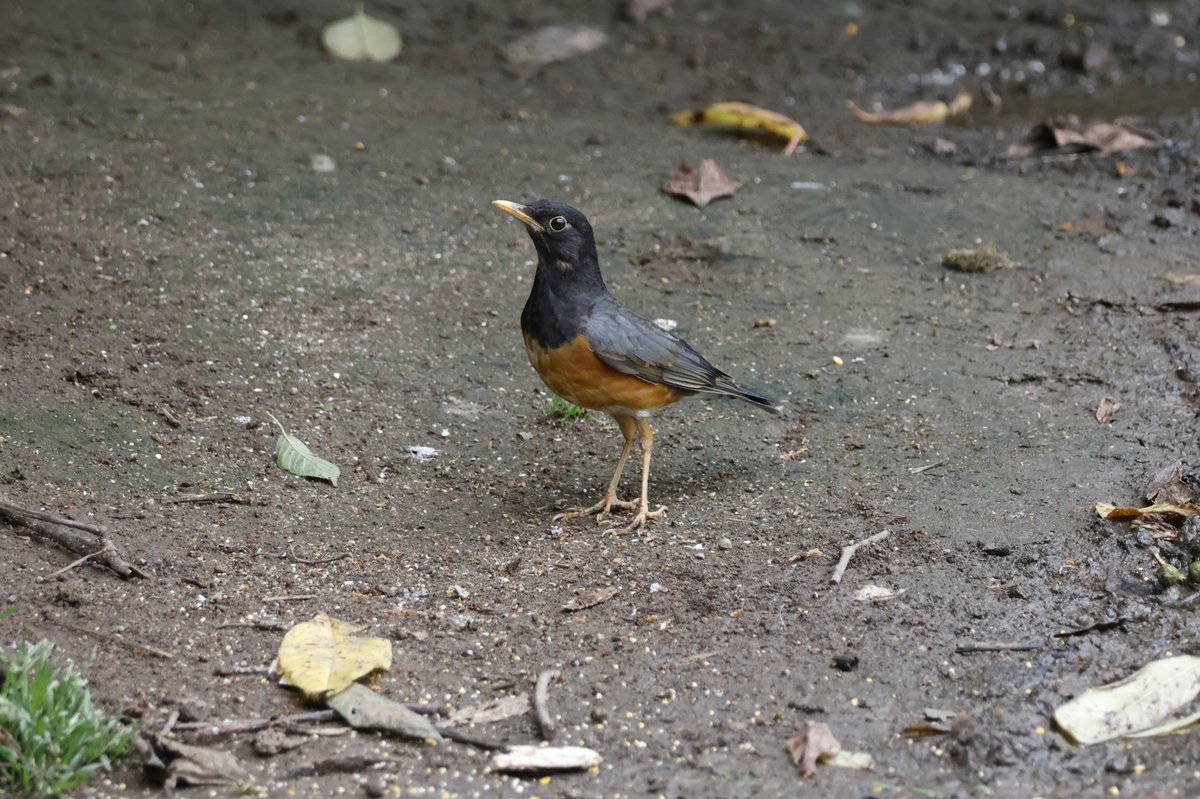 Black-breasted Thrush