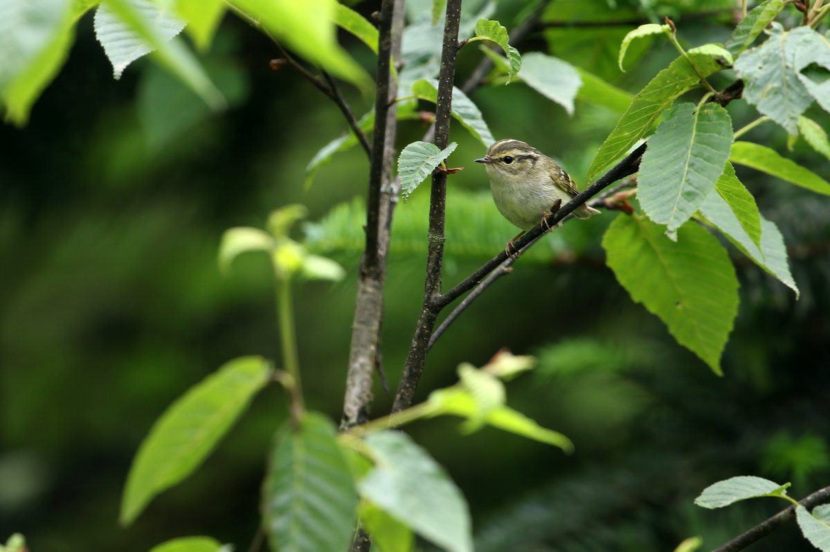 Sichuan Leaf Warbler