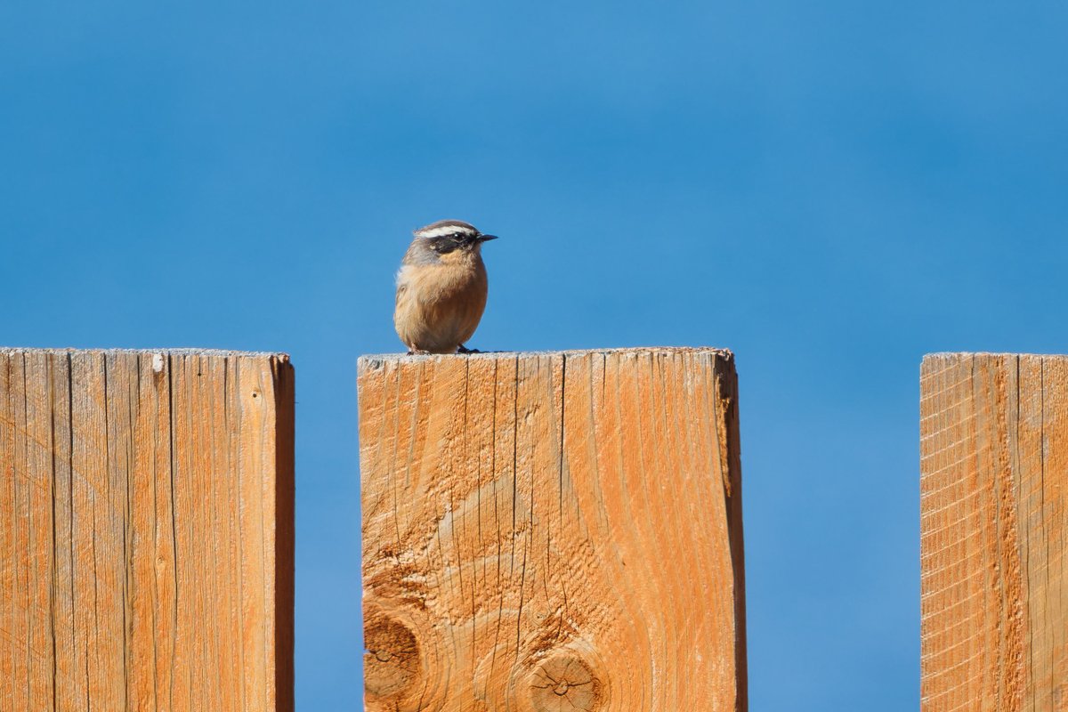 Brown Accentor