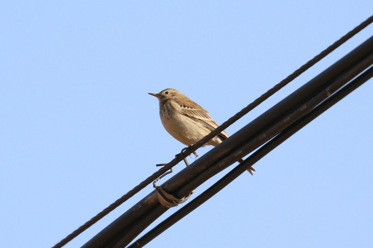 Water Pipit