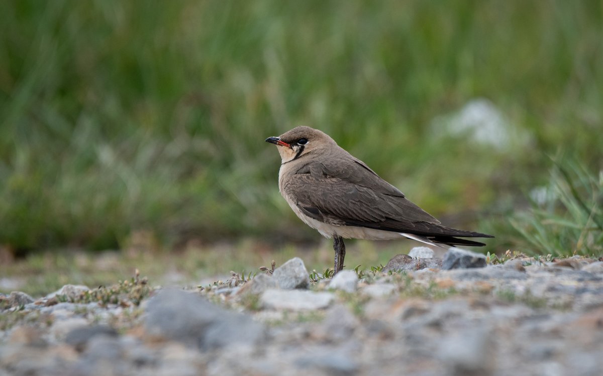 Oriental Pratincole