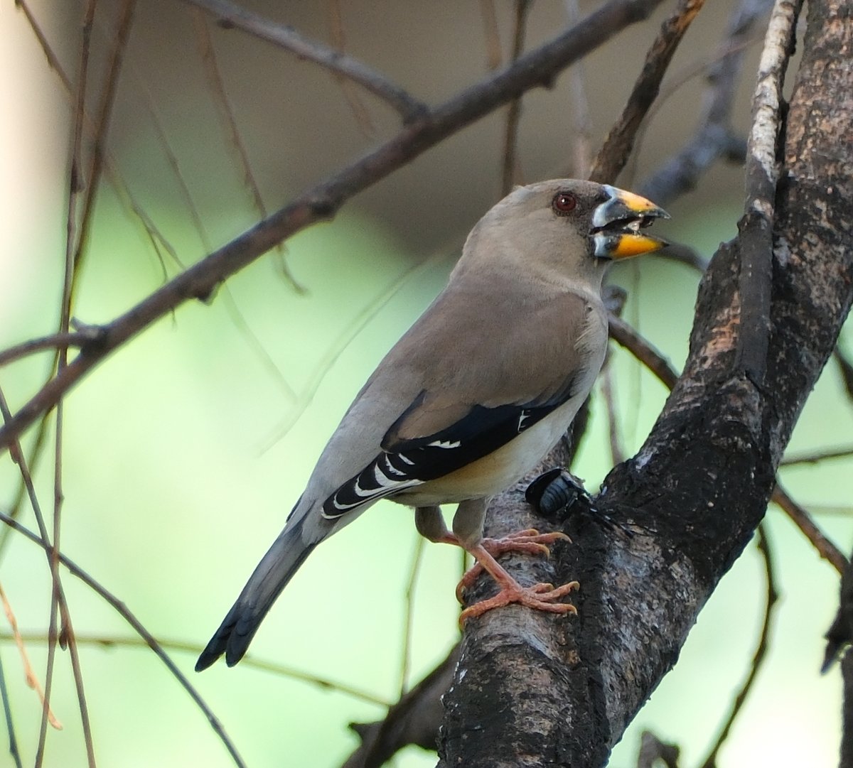 Chinese Grosbeak
