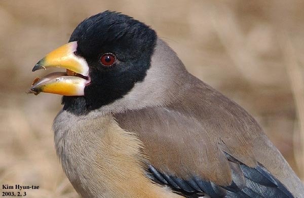 Chinese Grosbeak