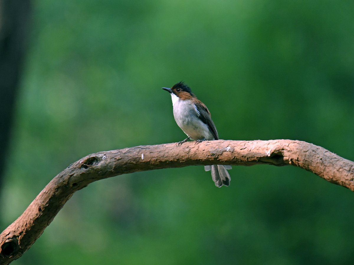 Chestnut Bulbul