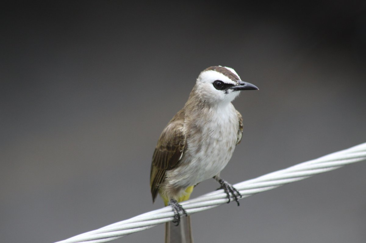 Yellow-vented Bulbul