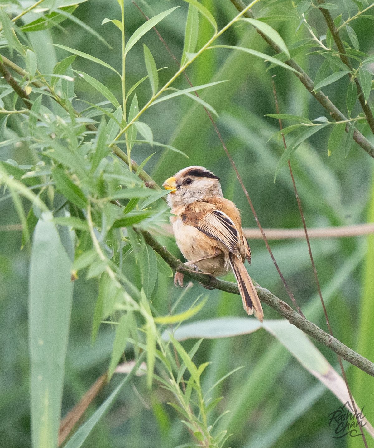 Reed Parrotbill