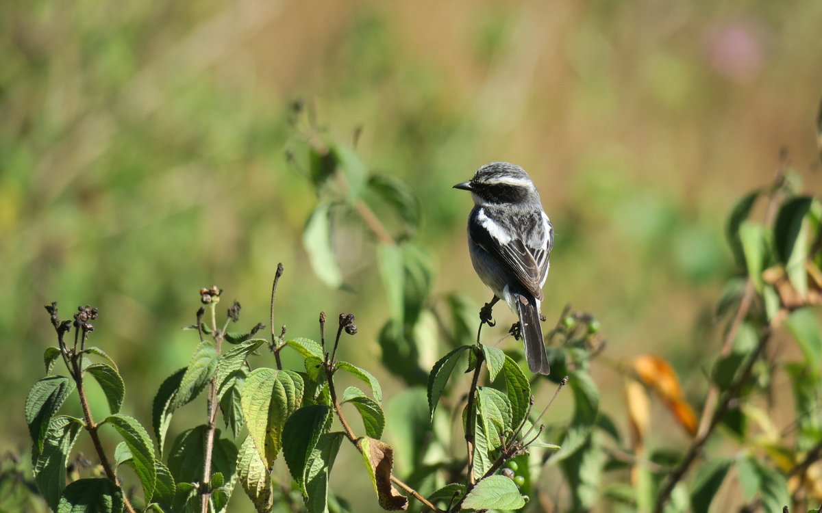 Grey Bush Chat