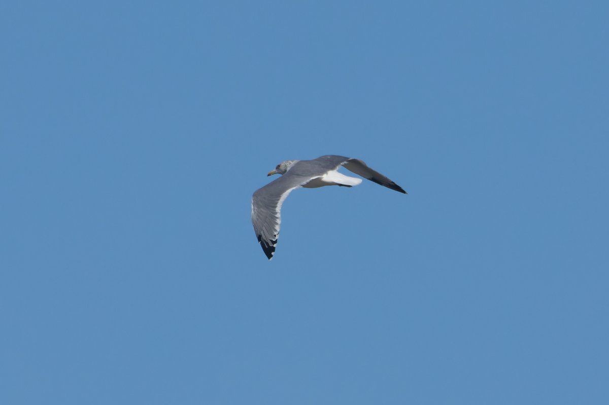 Vega Gull