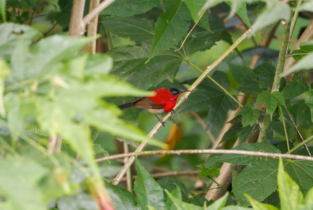 Crimson Sunbird