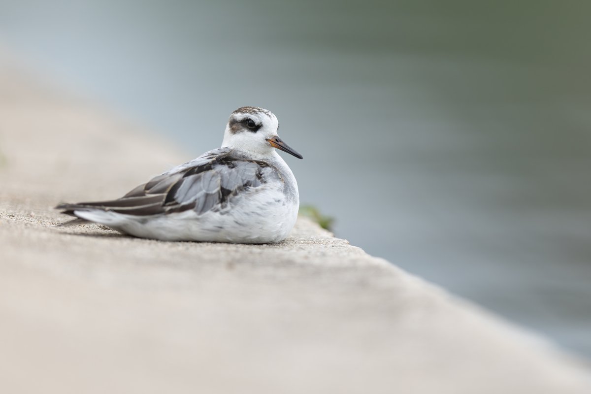 Red Phalarope